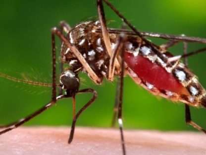 悉尼郊区蚊虫数量猛增 当局喷洒杀虫剂减少居民困扰