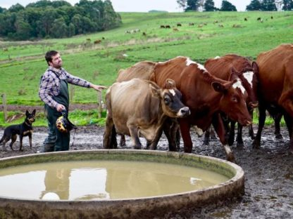 「你將喝不到澳洲牛奶！」 牛奶產量嚴重下滑 奶牛場處境艱難